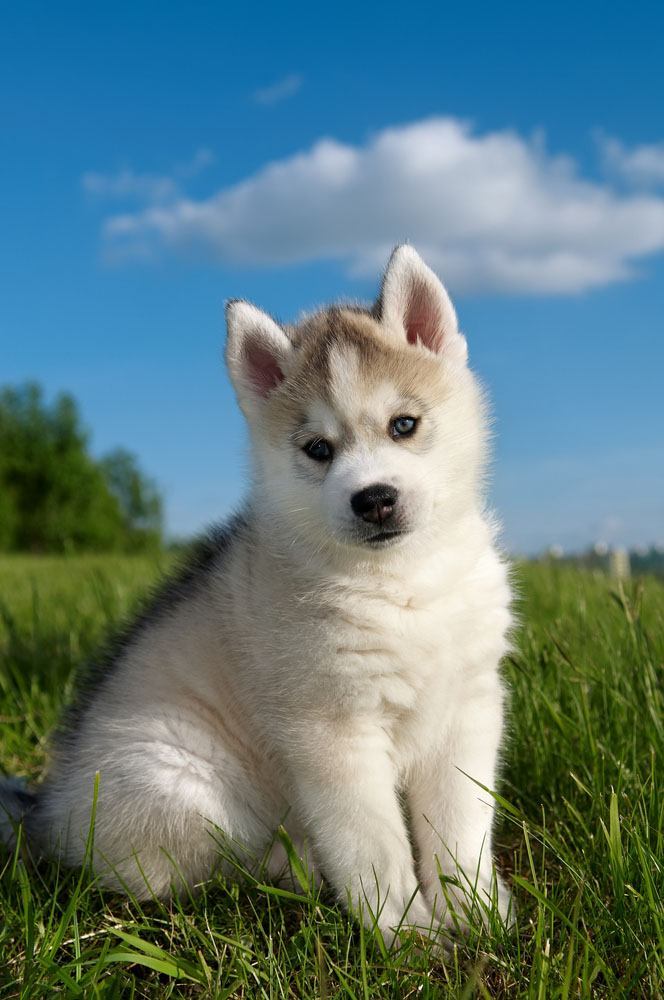 Husky puppy enjoying springtime