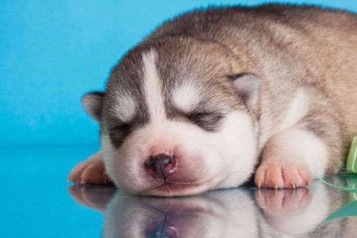 Sleeping Husky puppy