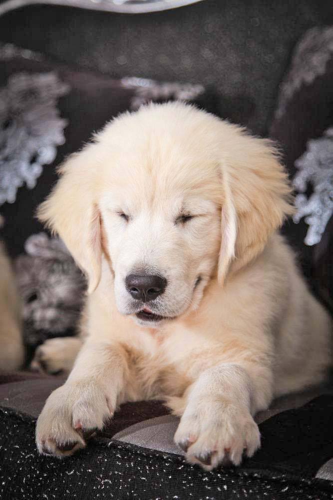 Golden Retriever puppy snoozing