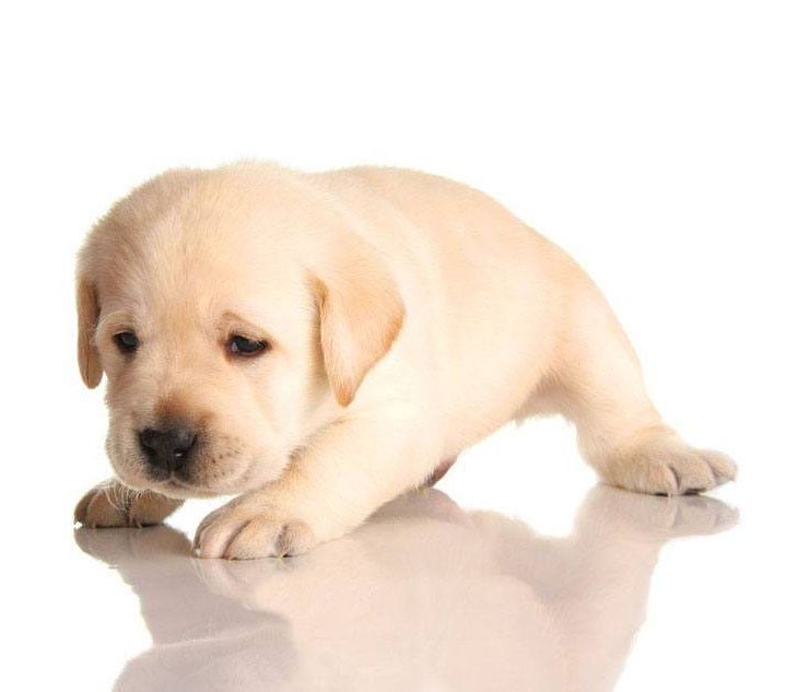 Yellow Labrador Retriever puupy wanting to play