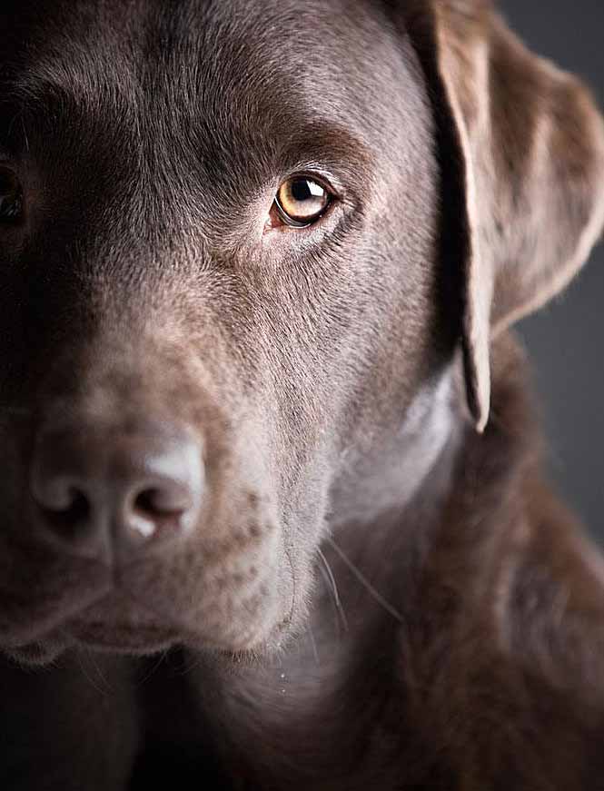 Chocolate Lab wanting to go out hunting