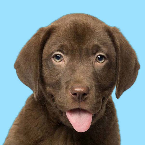 Chocolate Lab puppy