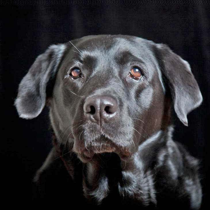 Shiny black Lab