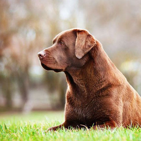 Chocolate Labrador Retriever beauty