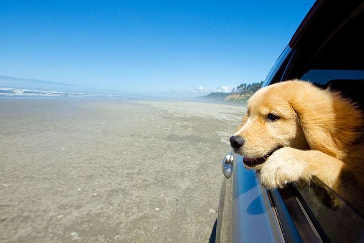 Golden Retriever puppy on road trip