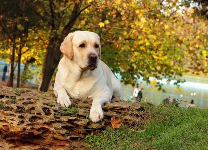 Labrador Retriever taking a rest