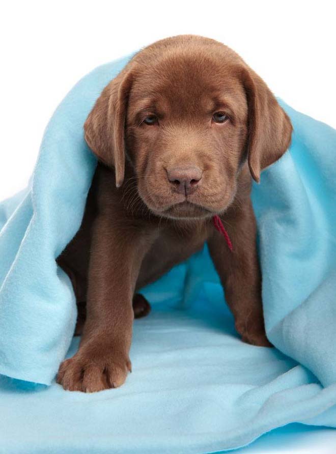 Lab puppy just waking up from a nap