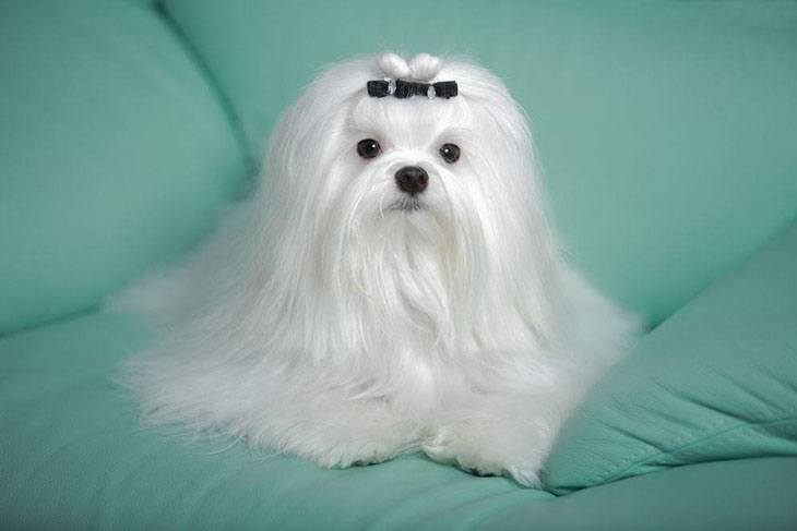Beautiful long haired dog