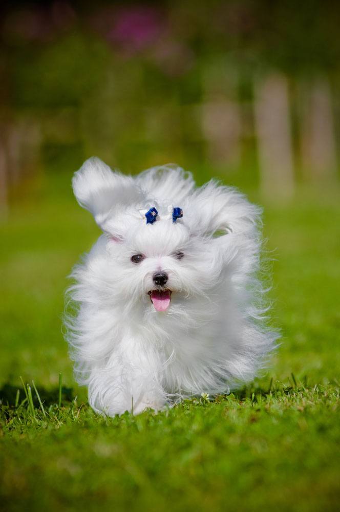 White Maltese puppy running home