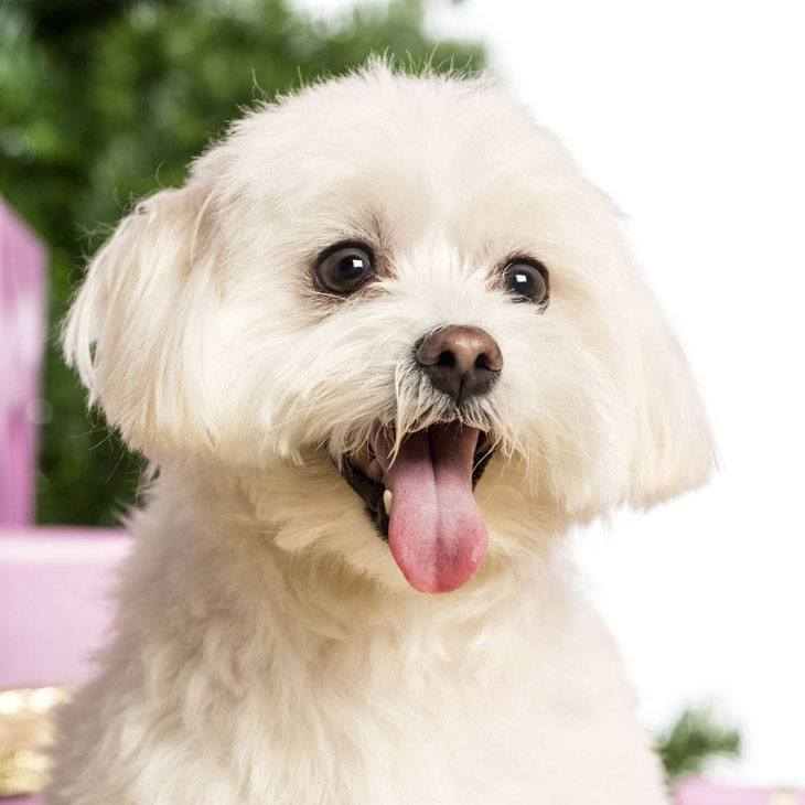 Pure white Maltese cutie