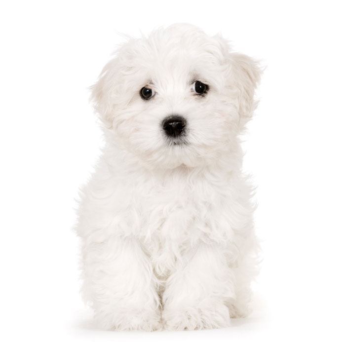 Maltese puppy cutie pie