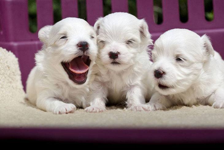 Maltese puppies beyond nap time