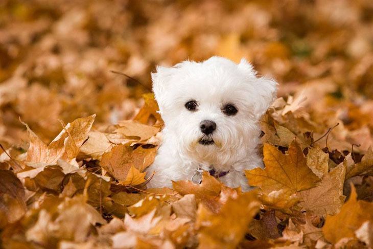 Cute Maltese puppy enjoying the fall leaves