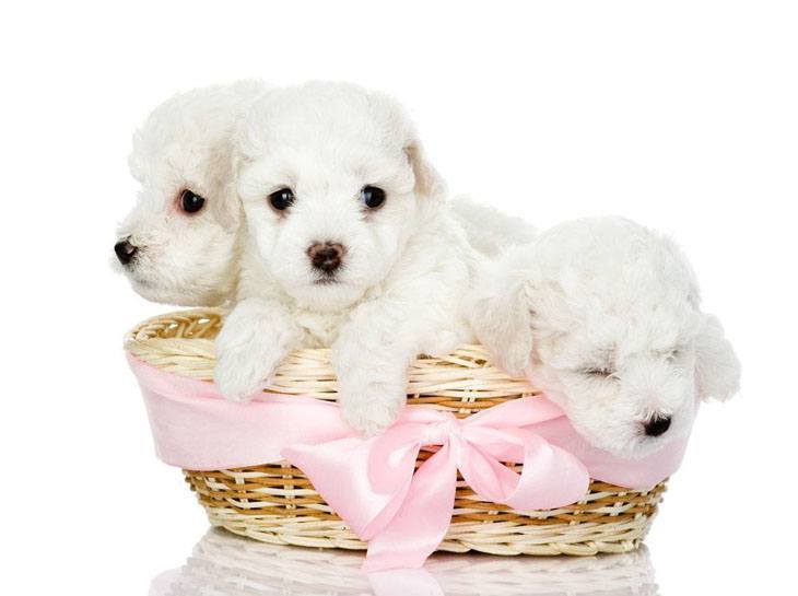 Maltese puppies by the basketfull