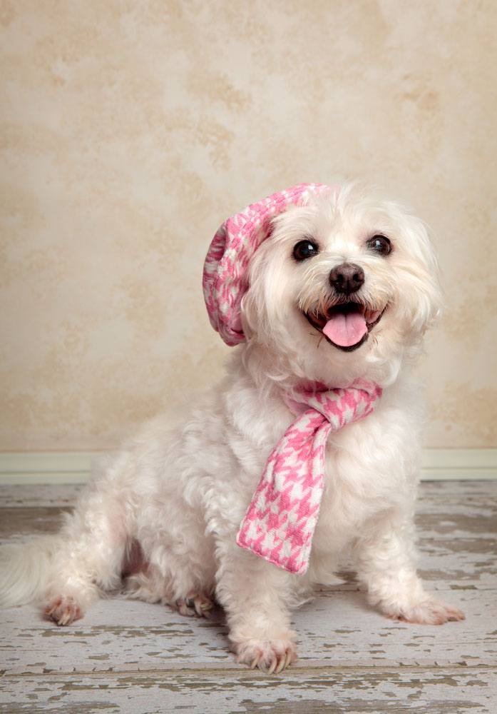 Dapper Maltese ready to step out on the town