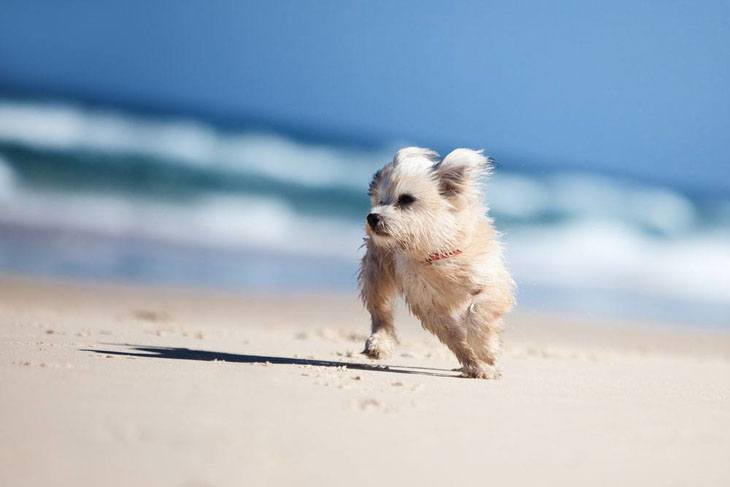 Puppy enjoying a day at the beach