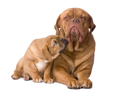 Mastiff mom and her pup