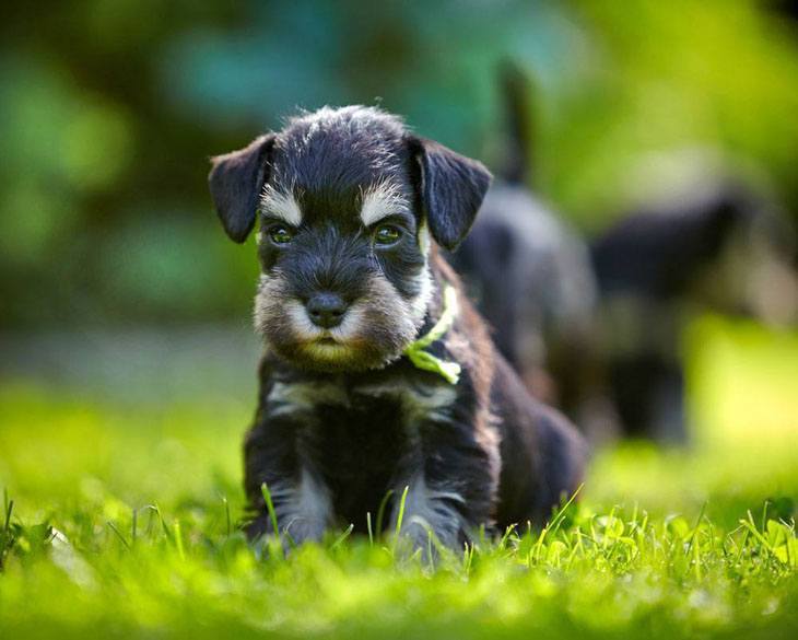 Cute Schnauzer puppy ready to romp