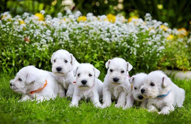 Puppies ready to play