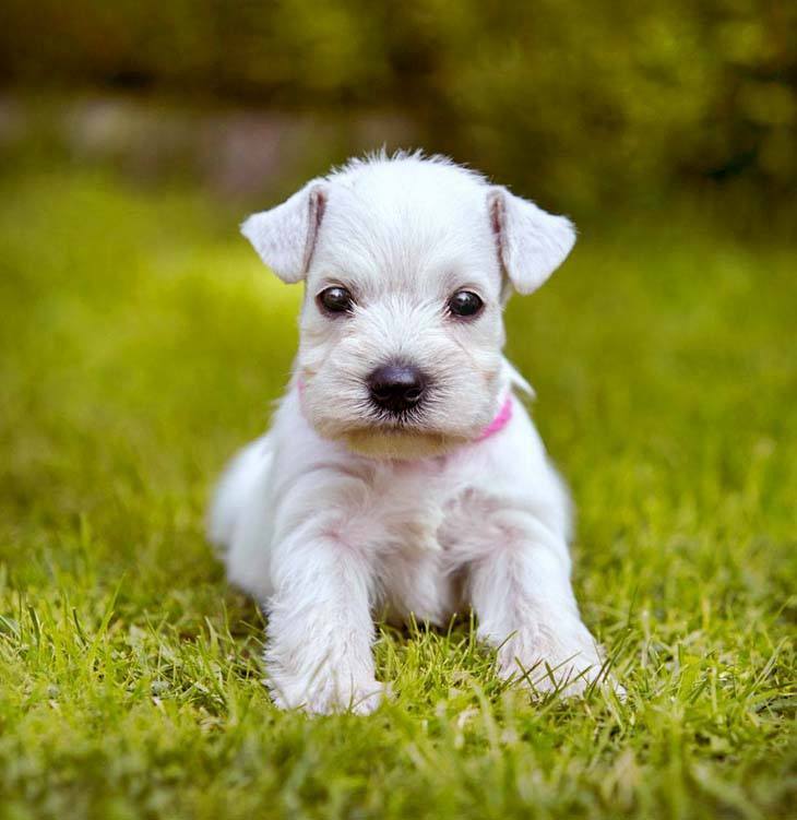 White Minature Schnauzer