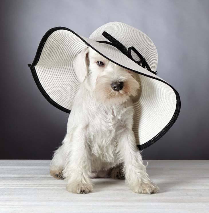 Fashionable puppy