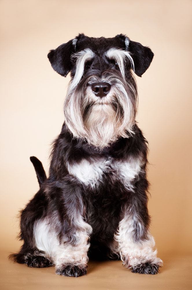 Schnauzer standing at attention