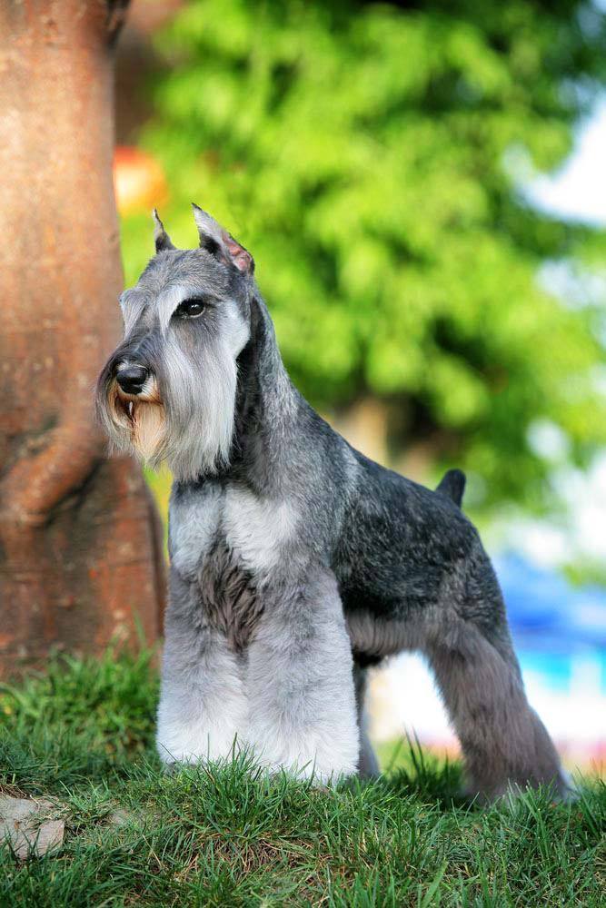 Beautiful Miniature Schnauzer