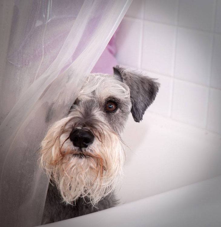 This Schnauzer wants it's privacy