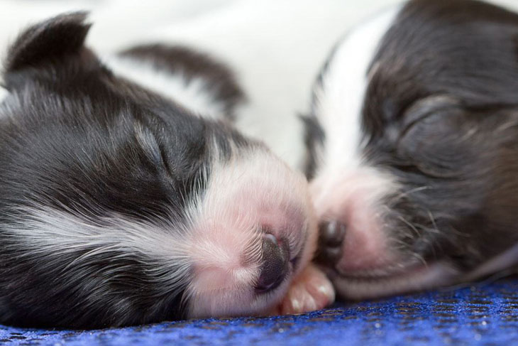 Papillon pups catching a few winks