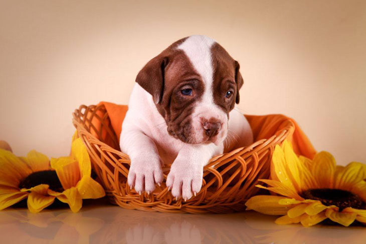 Pit Bull pup ready to bust out