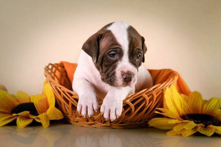 Pit Bull puppy wants to play