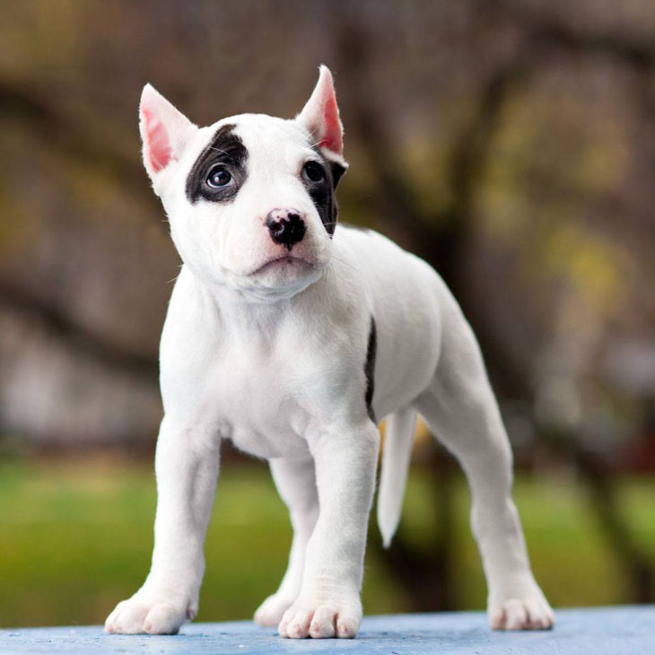 lonely Pitbull puppy