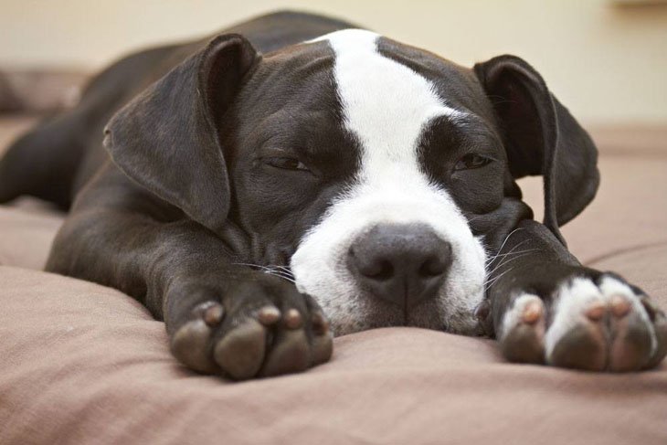 Lazy Pit Bull napping till called for dinner