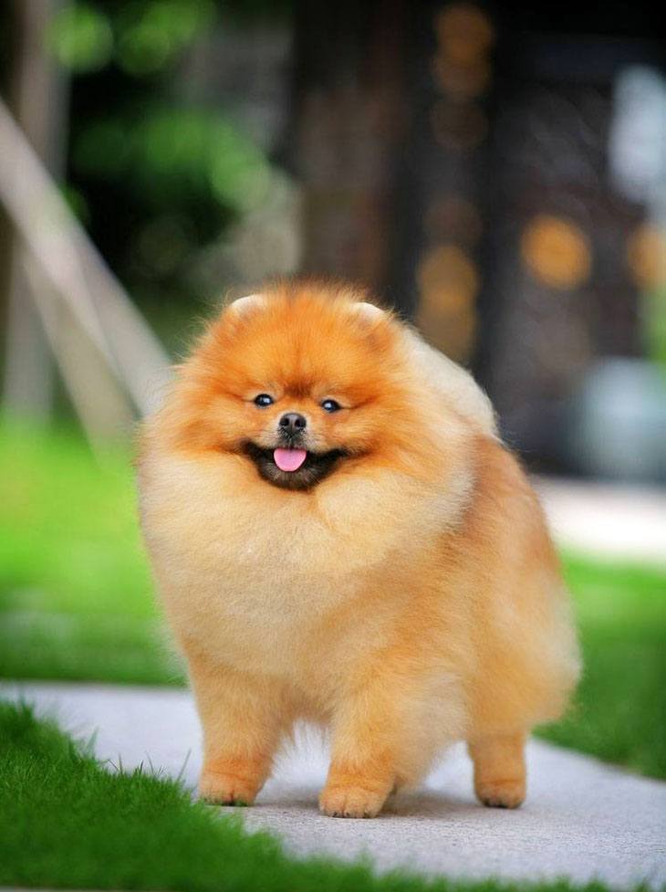 Prancing Pomeranian poof ball