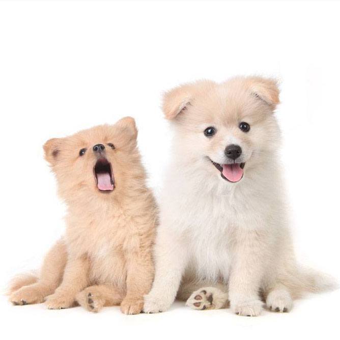 Pomeranian brother and sister looking for small dog names