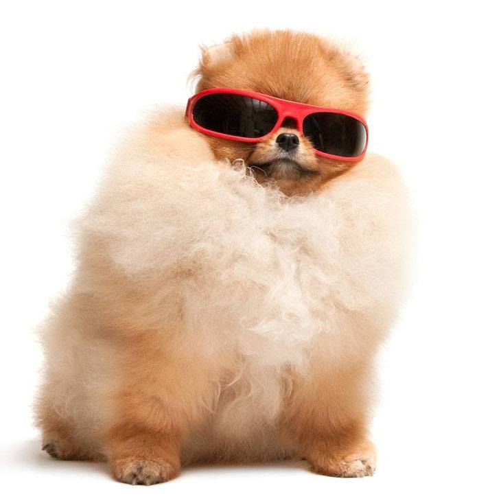 Cool Pomeranian poof ball