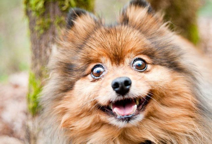 Pomeranian waiting patiently for a cute dog name