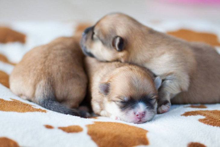 Cute puppies at naptime