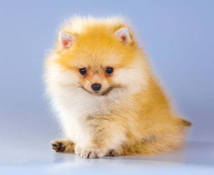 Pomeranian puppy watching you