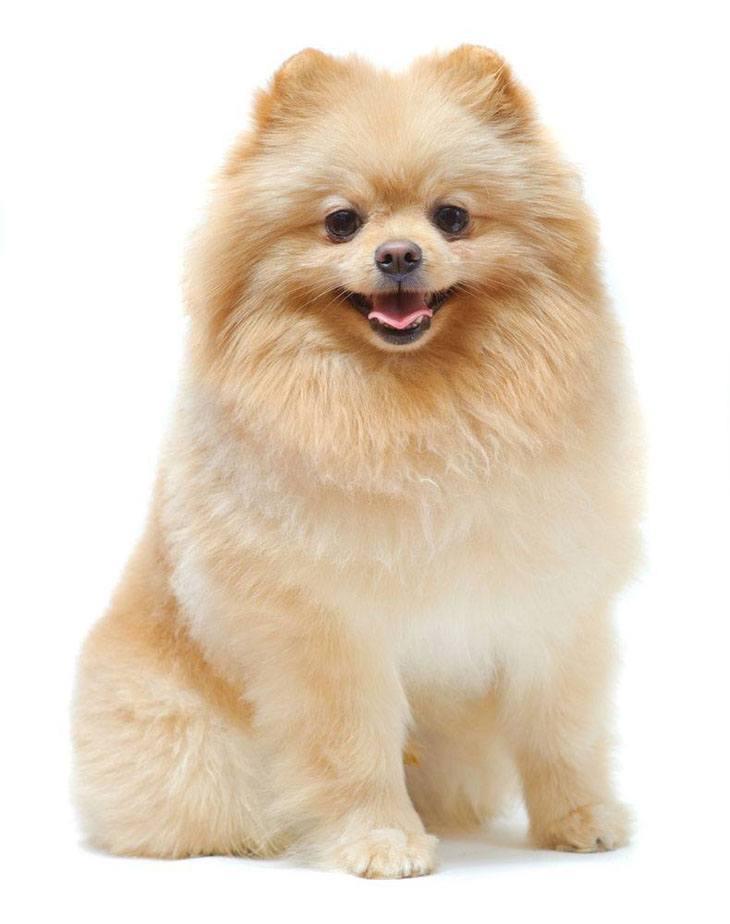 Proud Pomeranian strikes a pose