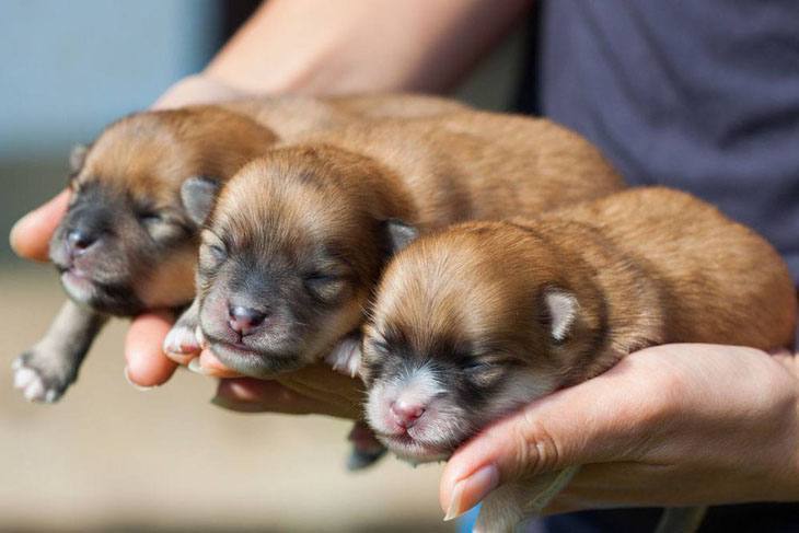 Pomeranian newborns