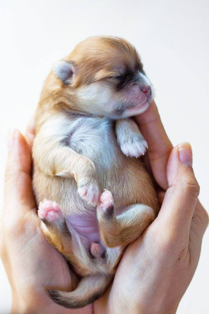 pasgeboren Chihuahua puppy