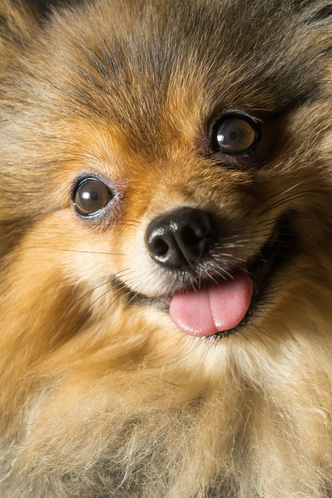 Cute brown Pomeranian