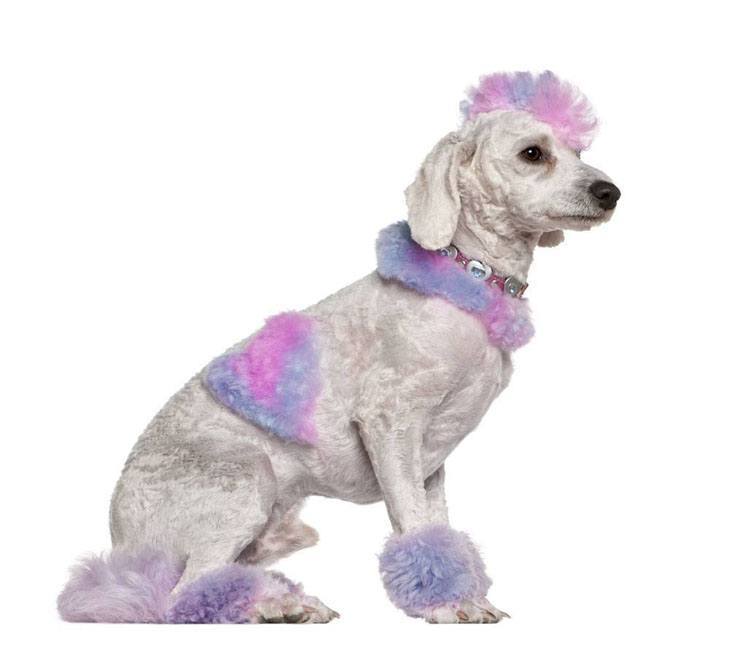 Colorful Poodle