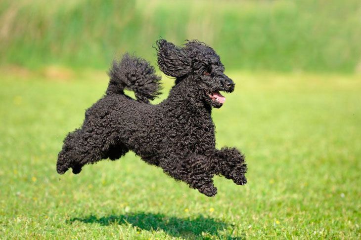 Prancing black Poodle