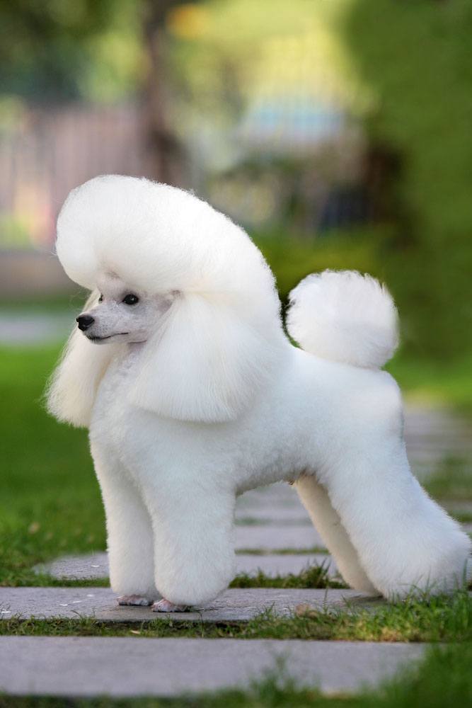 best names for poodles