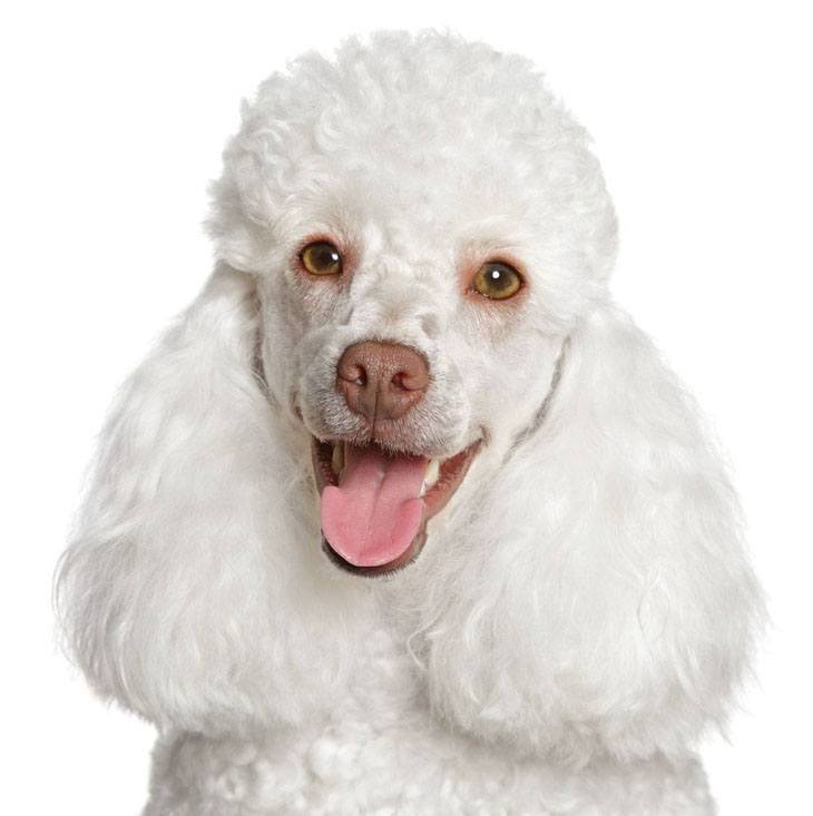 Beautiful white Poodle waiting for a hug