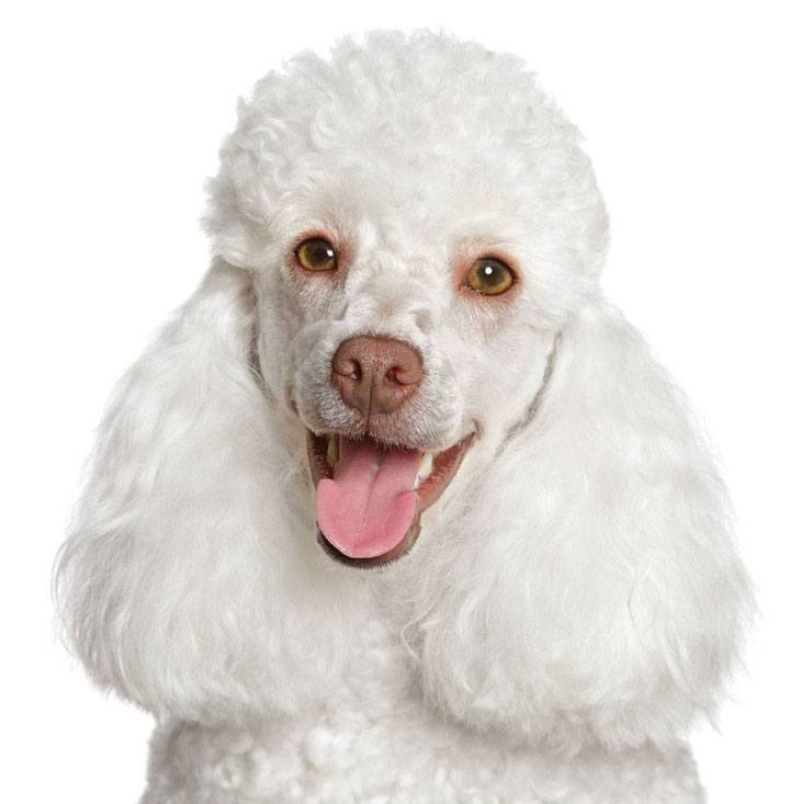 best names for poodles