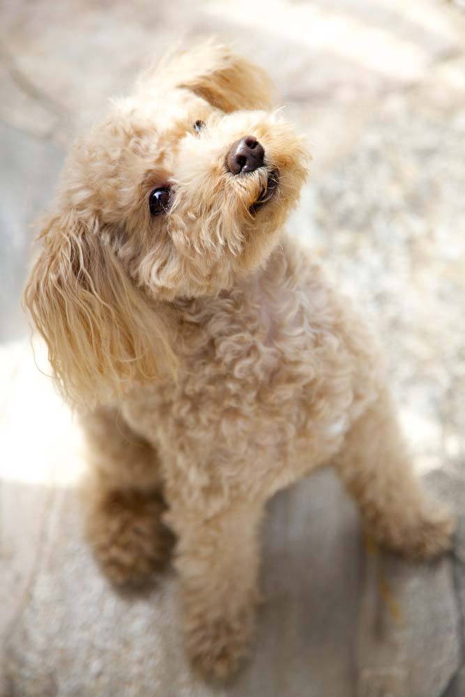 Standard Poodle looking for a treat