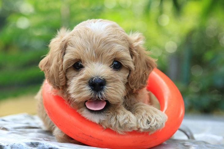 Poodle puppy wants to play